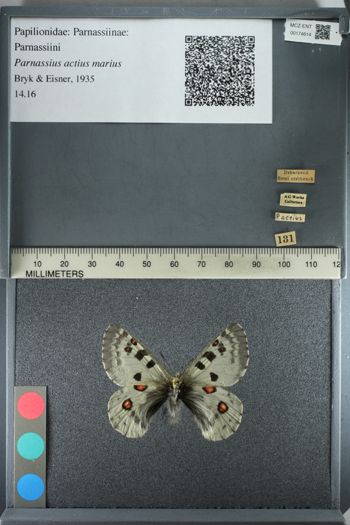 Media type: image;   Entomology 174614